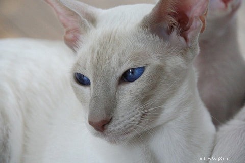 Discover the Elegance and Personality of the Siamese Cat