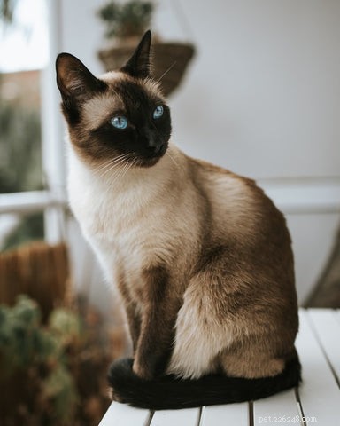 Discover the Elegance and Personality of the Siamese Cat
