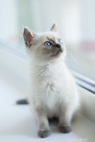 Discover the Elegance and Personality of the Siamese Cat
