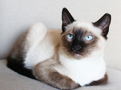 Discover the Elegance and Personality of the Siamese Cat