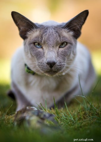 Discover the Elegance and Personality of the Siamese Cat