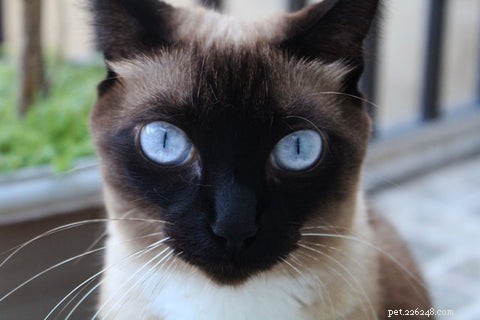 Discover the Elegance and Personality of the Siamese Cat