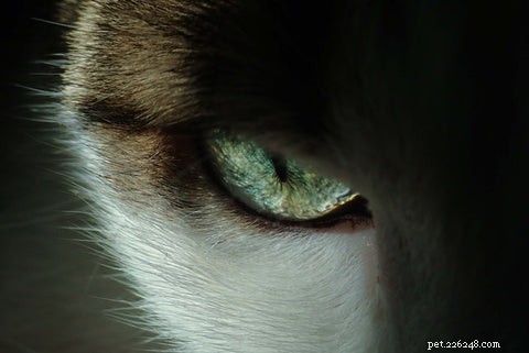 Discover the Elegance and Personality of the Siamese Cat
