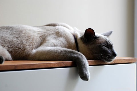 Discover the Elegance and Personality of the Siamese Cat