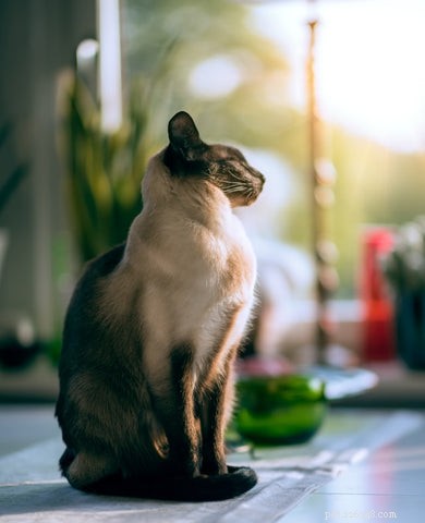 Discover the Elegance and Personality of the Siamese Cat
