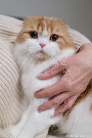 Earn Your Cat s Love: Proven Ways to Build a Strong Bond