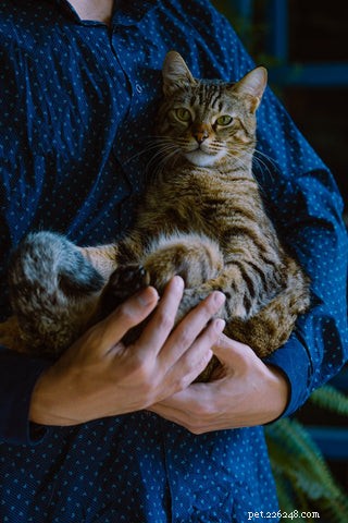 Earn Your Cat s Love: Proven Ways to Build a Strong Bond