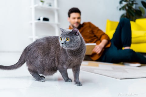 Earn Your Cat s Love: Proven Ways to Build a Strong Bond
