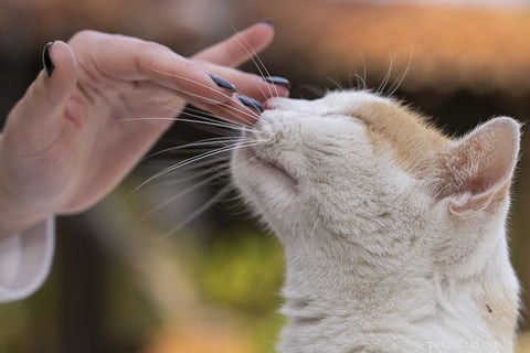 Earn Your Cat s Love: Proven Ways to Build a Strong Bond