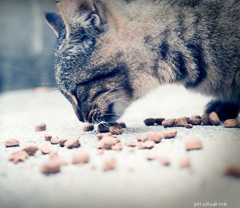 Earn Your Cat s Love: Proven Ways to Build a Strong Bond