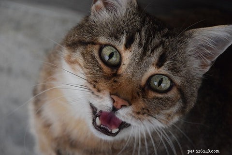 Why Cats Trill: Understanding the Sweet, Mysterious Sound
