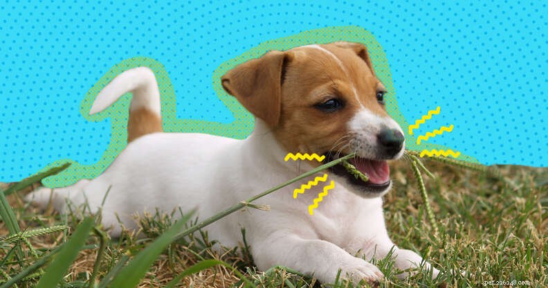 Understanding Why Dogs Eat Grass: Causes, Risks, and What to Do
