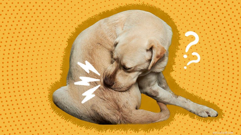 Why Does My Dog Keep Chewing Its Butt and Tail? Causes, Diagnosis, and Treatment
