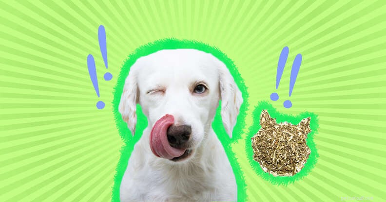 Is Catnip Safe for Dogs? What You Need to Know