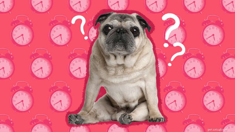 Pug Lifespan: What to Expect & How to Care for Longevity