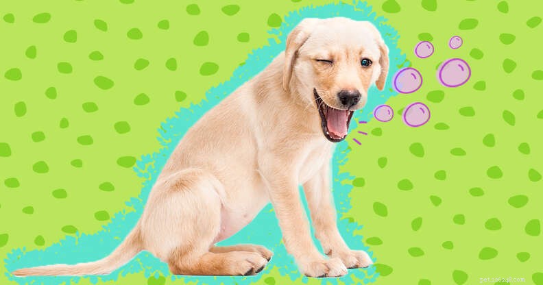 Do Dog Hiccups Matter? Causes, Frequency, and When to Seek Help