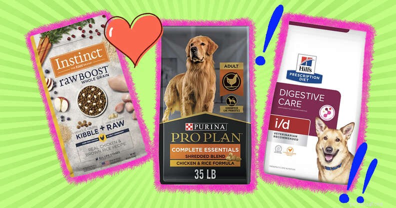 Vet‑Approved Guide to the Healthiest Dog Foods for Your Pup