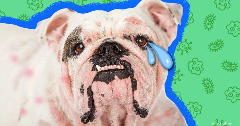 Veterinarian Reveals Key Insights on Dog Pyoderma: Symptoms, Causes, and Treatment