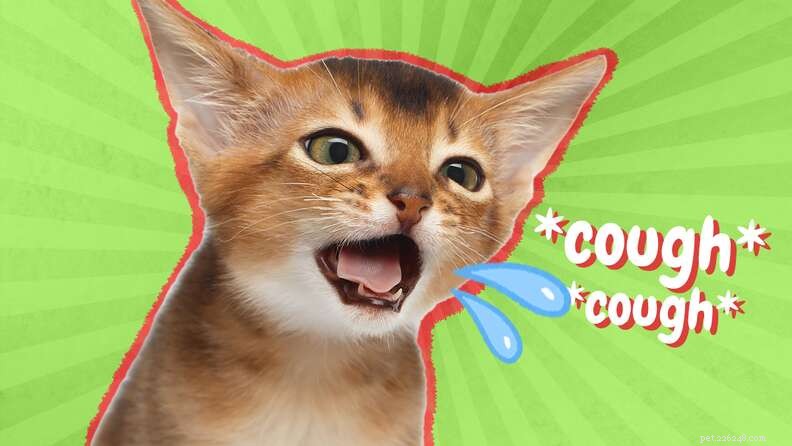 Is Your Cat Coughing? Causes, Symptoms & When to Seek Vet Care
