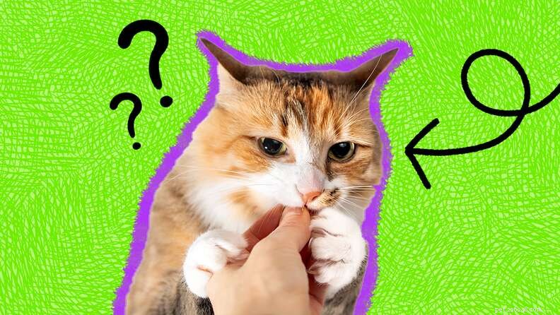 15 Astonishing Cat Facts You Probably Didn t Know