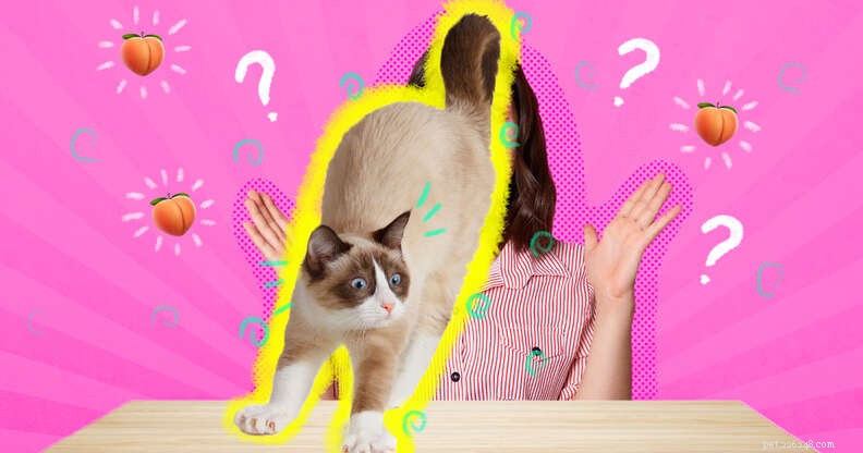 Why Do Cats Bring Their Rear to Your Face? Explained
