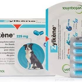 95% of Pet Owners Find Stress Relief in Their Pets – Survey Results