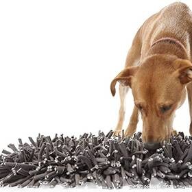 95% of Pet Owners Find Stress Relief in Their Pets – Survey Results