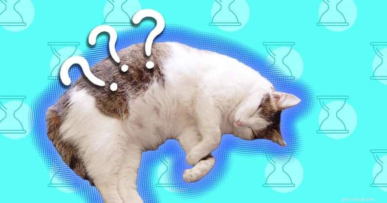 Cat Pregnancy Length: What to Expect During Your Kitty’s Gestation
