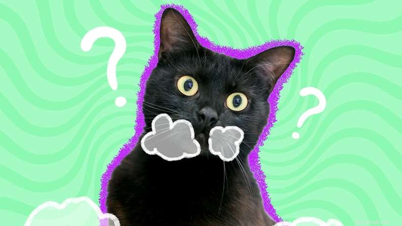 Why Is My Cat Throwing Up White Foam? Understanding Causes & When to Seek Veterinary Care