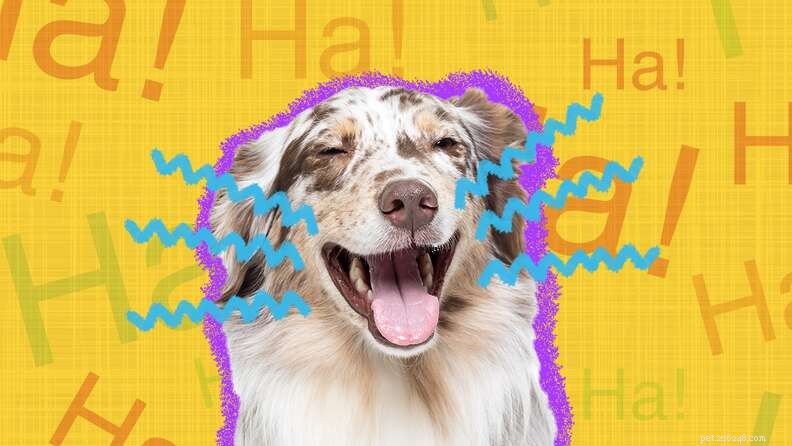 Dogs vs. Cats: Which Pet Brings More Laughter?
