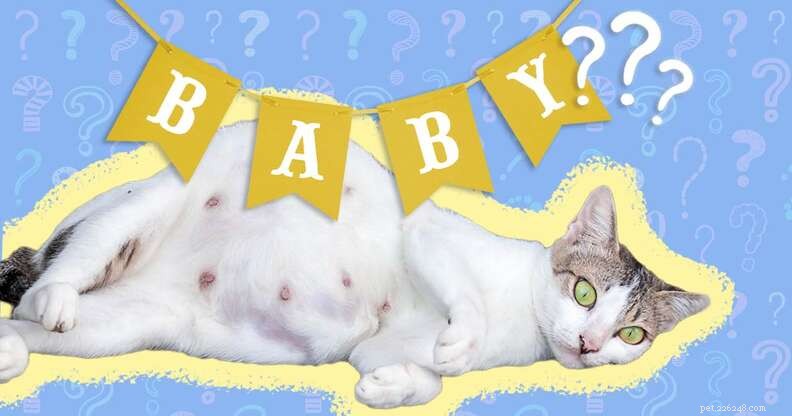 How to Determine if Your Cat Is Pregnant: Expert Signs & Tips