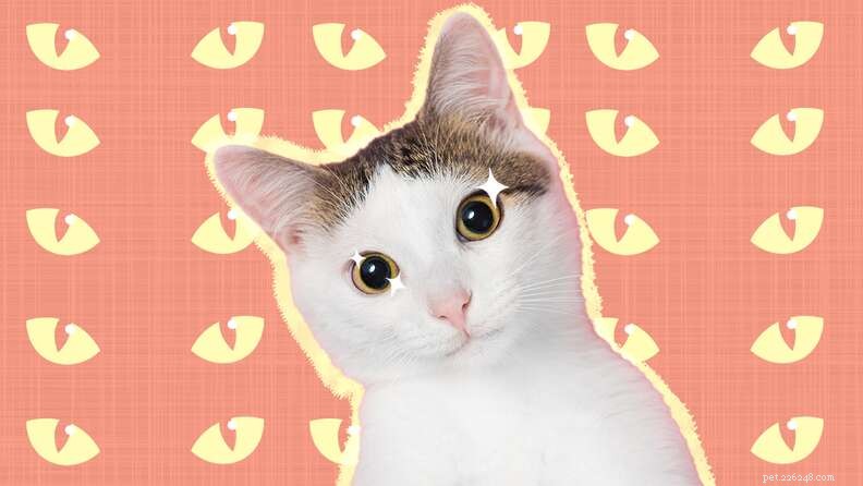 Why Cat Eyes Are Remarkably Unique: Insights from an Eye Care Expert