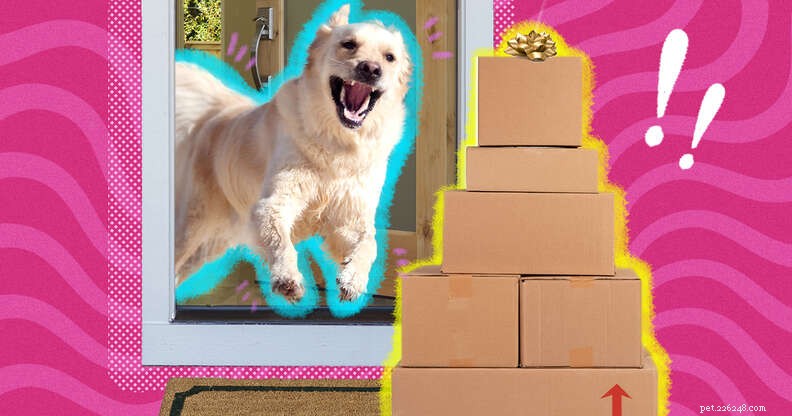 Top Amazon Prime Day Deals for Pet Parents: Save on Food, Toys & Tech