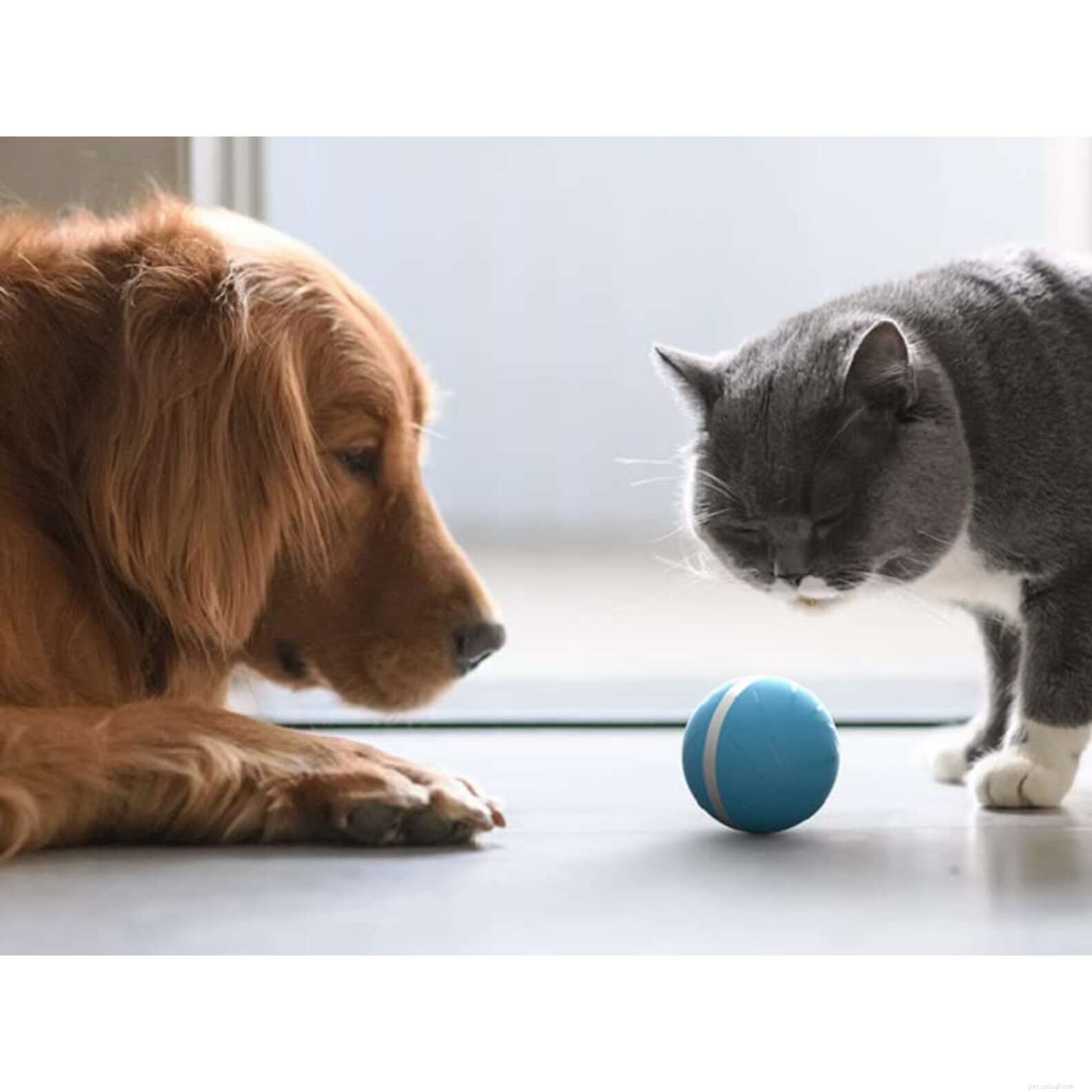Top Amazon Prime Day Deals for Pet Parents: Save on Food, Toys & Tech