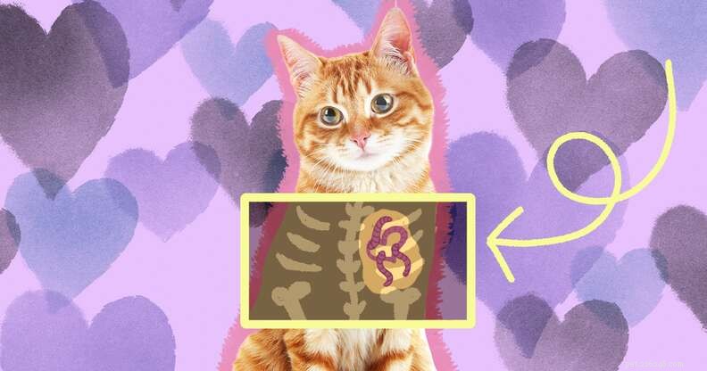 Heartworm in Cats: Symptoms, Prevention, and Treatment Guide
