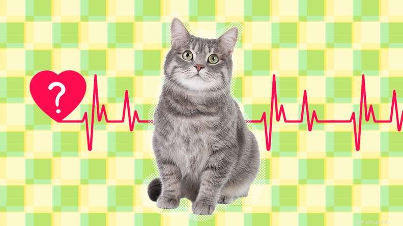 What Is a Cat’s Typical Life Span? Tips for Longevity