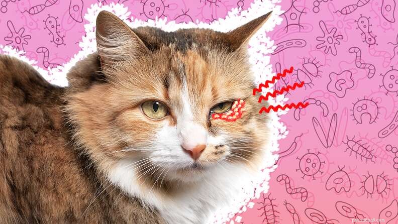 What to Do When Your Cat Contracts Herpes: A Comprehensive Care Guide