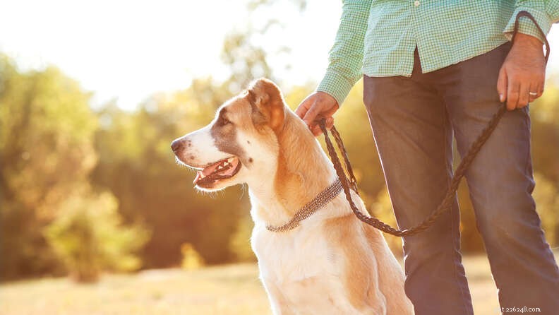 How Dogs Reduced Loneliness During COVID: Findings from Australia