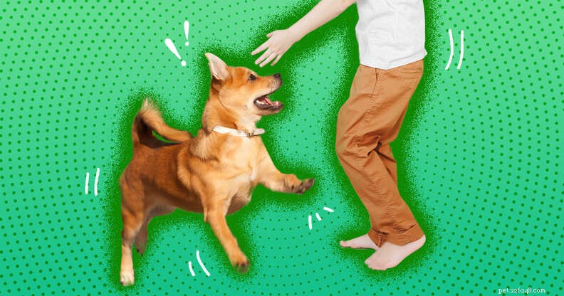 Top Dog Breeds That Love and Protect Your Children