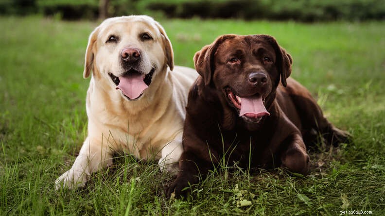 Why Some Dogs Love Water and Swim Better Than Others