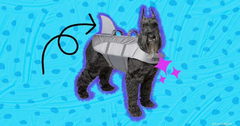 Top Dog Life Jackets: Ensure Your Pup s Safety on Water