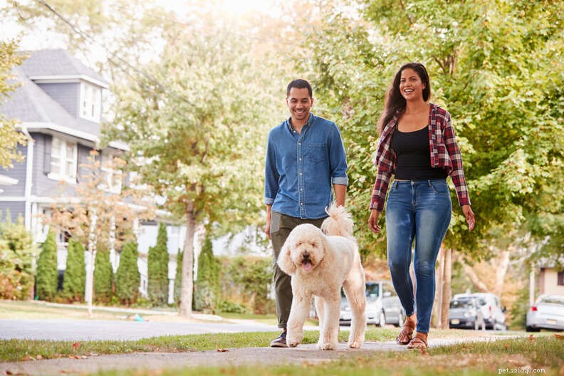 More Dogs, Less Crime: Why Pet‑Friendly Neighborhoods Are Safer