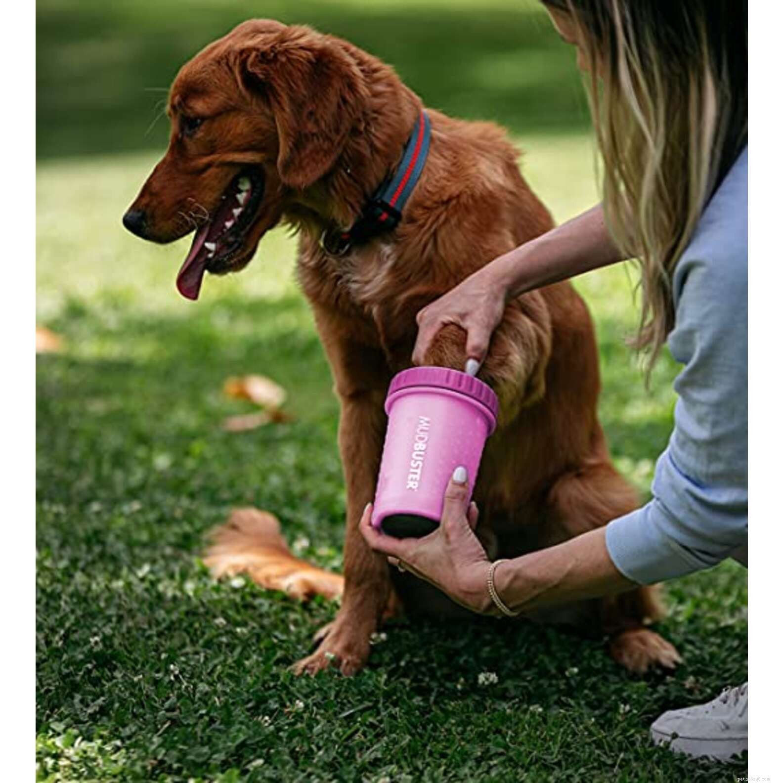 Top Prime Day Deals for Dogs – Unbeatable Discounts on Toys, Treats & Beds