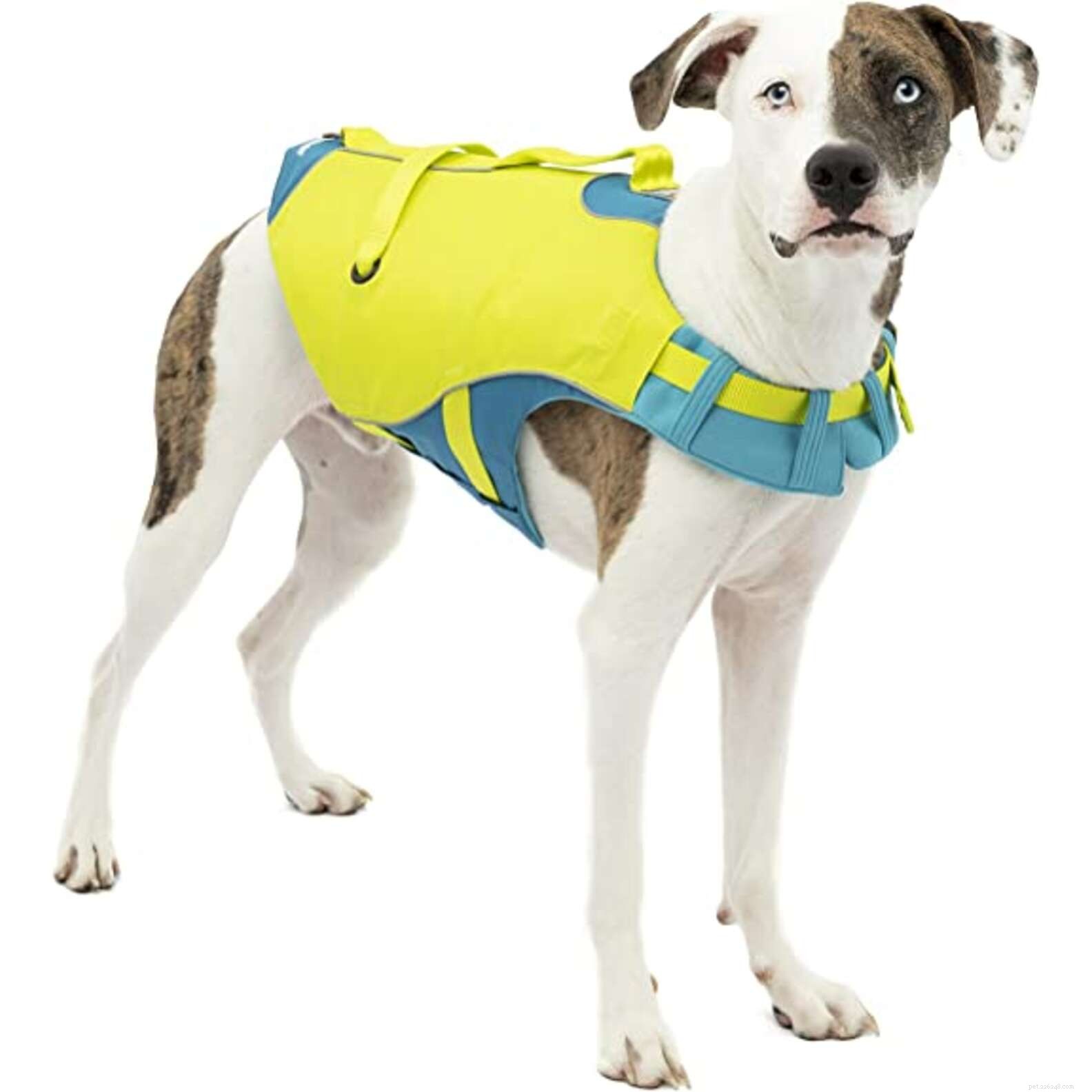 Top Prime Day Deals for Dogs – Unbeatable Discounts on Toys, Treats & Beds