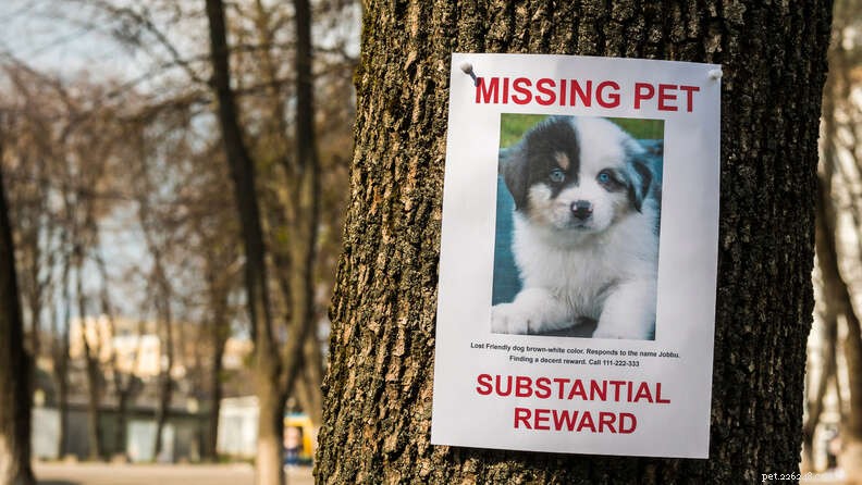 Protect Your Dog: Proven Steps to Prevent Theft