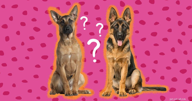 Belgian Malinois vs. German Shepherd: Key Differences Explained