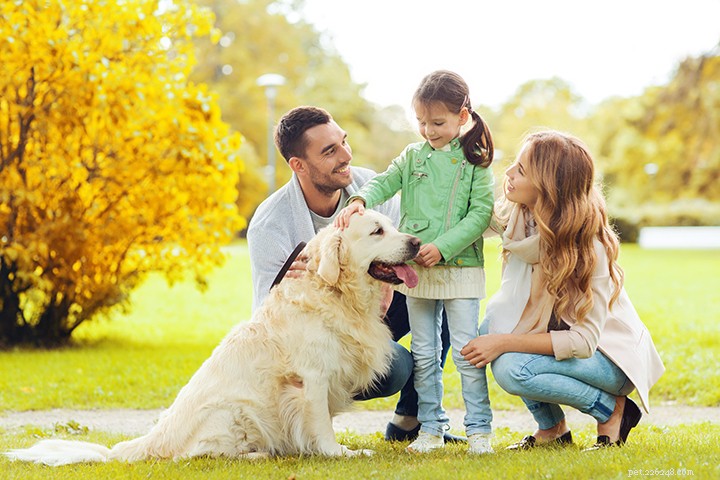 Discover the Charm of Lovebirds: Stunning, Intelligent Companions for Your Home