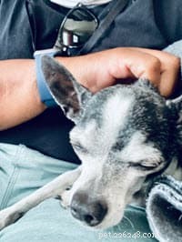 Euthanizing a Beloved Pet During COVID‑19: A Veterinarian s Heartfelt Experience