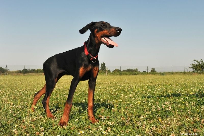10 Stunning Orange & Black Dogs You’ll Love – Photos Included