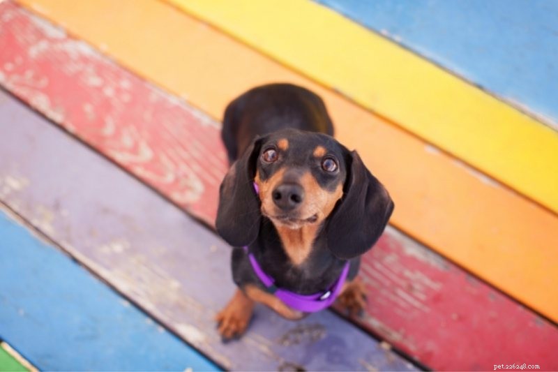 10 Stunning Orange & Black Dogs You’ll Love – Photos Included